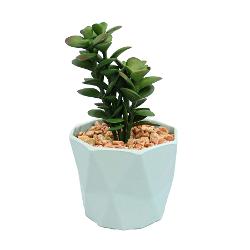 Planta suculenta in ghiveci, din plastic, 16 cm 2108